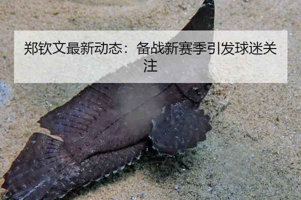 郑钦文最新动态：备战新赛季引发球迷关注
